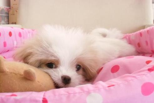 成約済の大阪府のミックス犬-1043の3枚目
